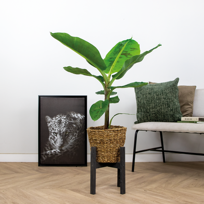 Lot De 2 - Musa Dwarf Cavendish - Bananier D’intérieur - Hauteur 80-100 Cm - Pot 21 Cm