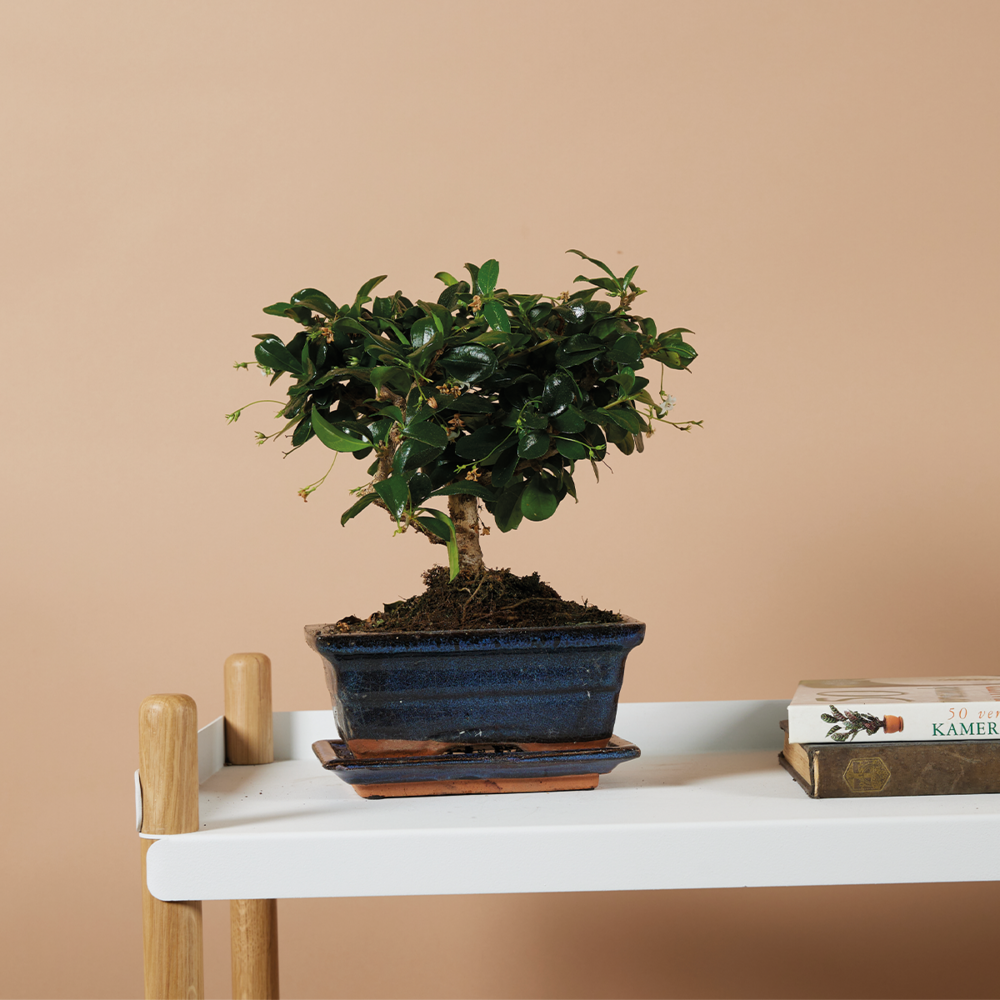  Bonsai Carmona - Forme Sphère - Bonsaï - Plantes D'intérieur - Hauteur 20-30 Cm - 15 Cm De Large