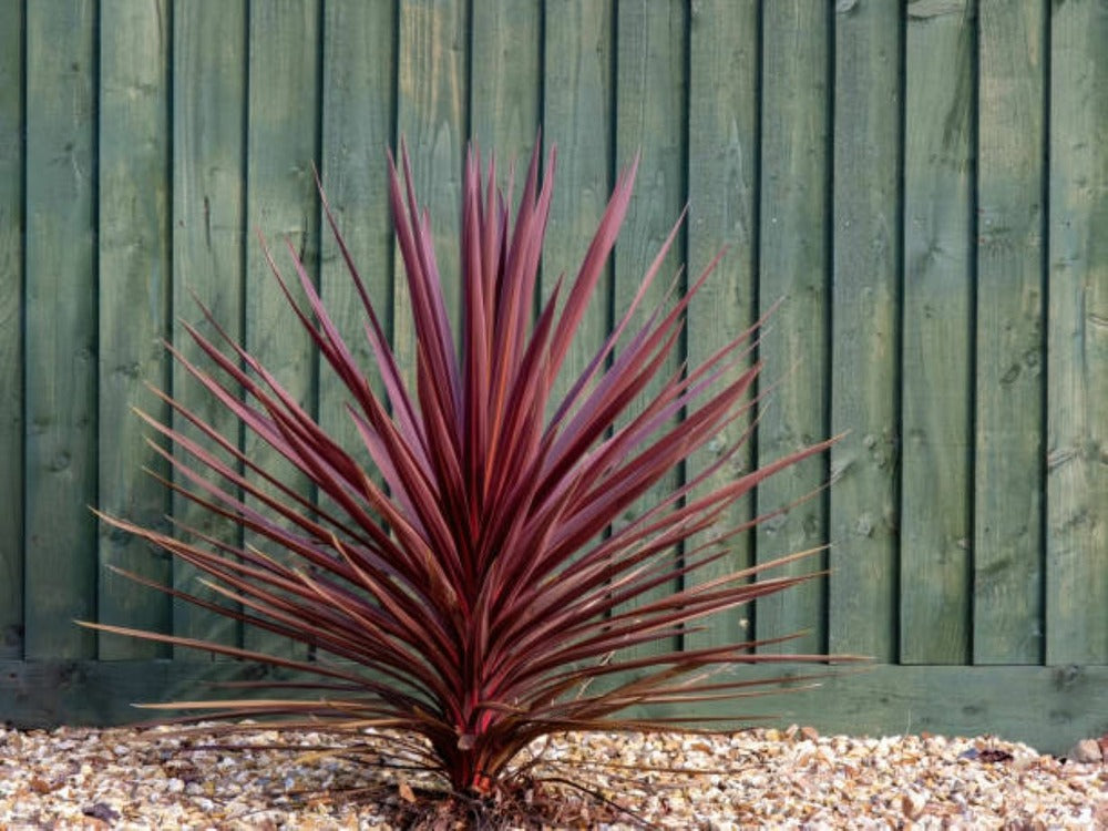  Cordyline Australis Red Star - Pot 4 L