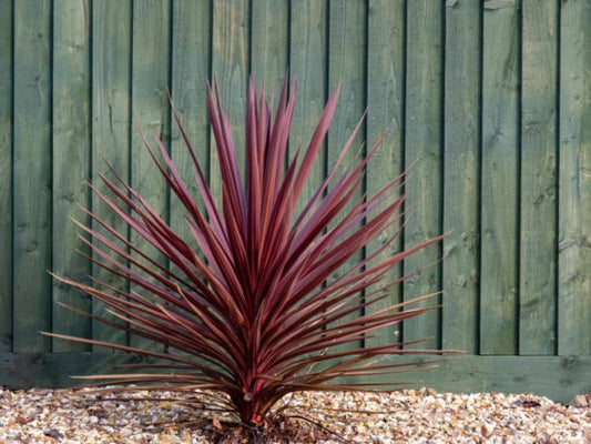  Cordyline Australis Red Star - Pot 4 L