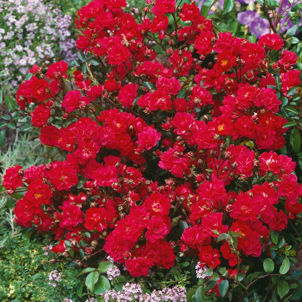  Rosier The Fairy Rouge - Le Rosier