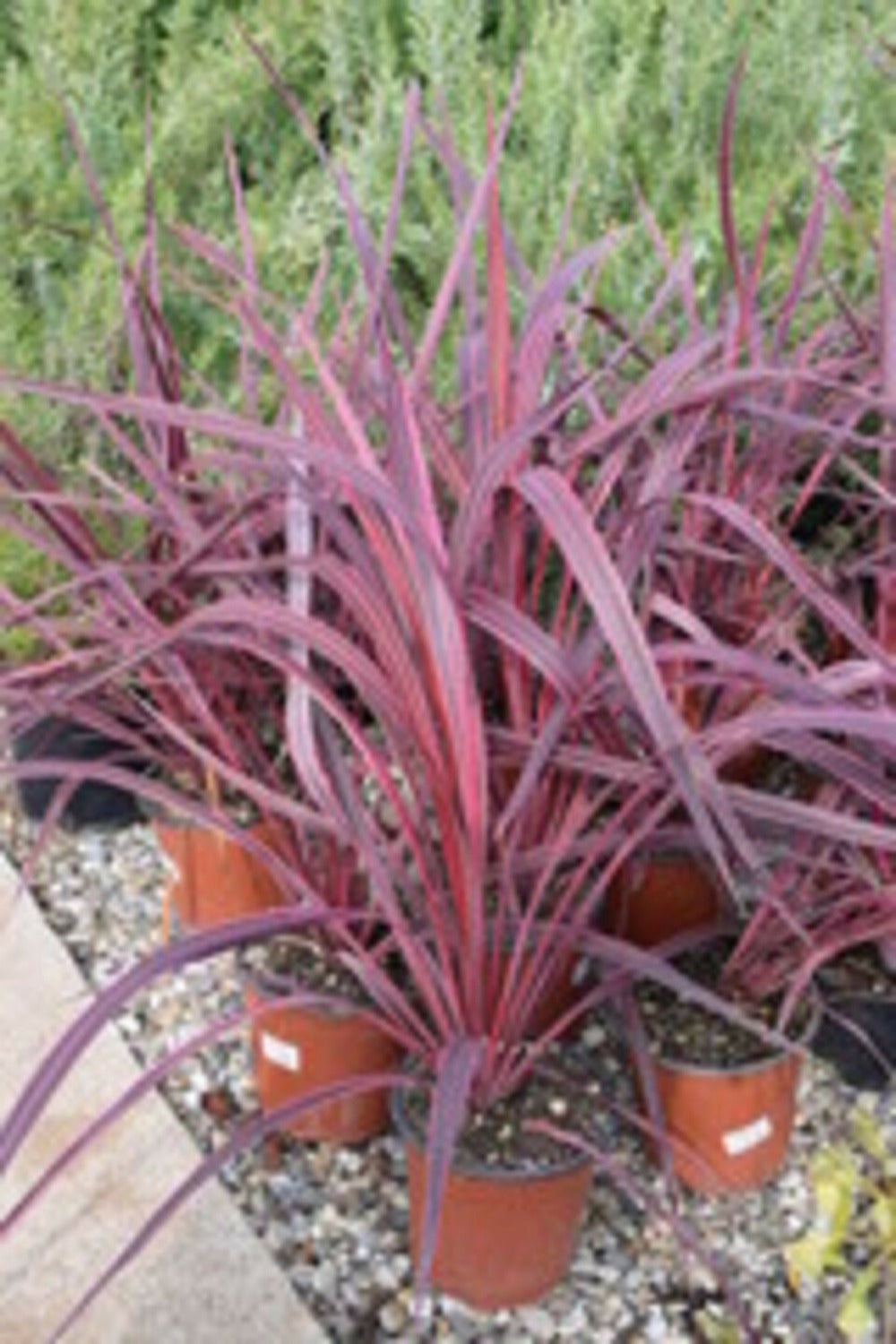  Cordyline Australis Red Star - Pot 4 L