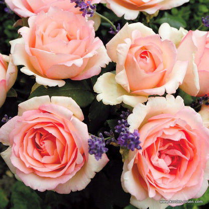 Kordes Eleganza® Rosier - Rosa 'souvenir De Baden-baden'®