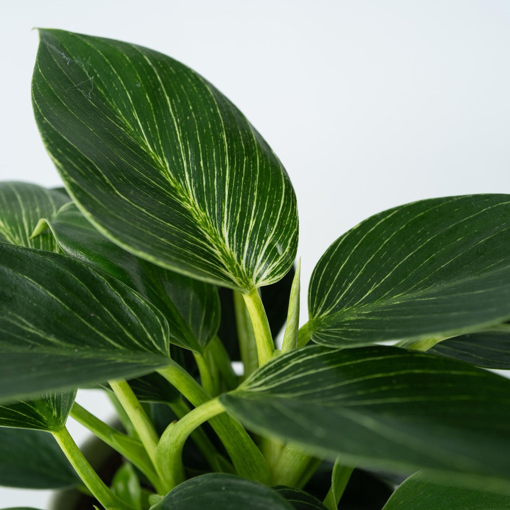 Plante Verte - Philodendron 'white Wave' - Hauteur 25-40cm - ⌀12cm
