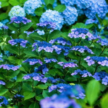  Hortensia - Hydrangea Serrata 'summerglow' - Hauteur 25-40cm - ⌀19cm