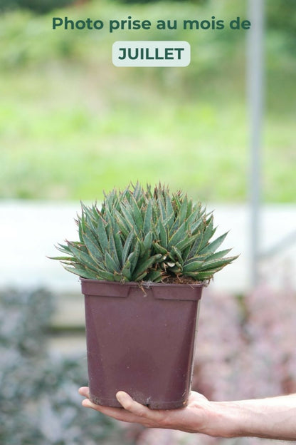  Mangave 'bloodspot' - En Pot De 4 Litres