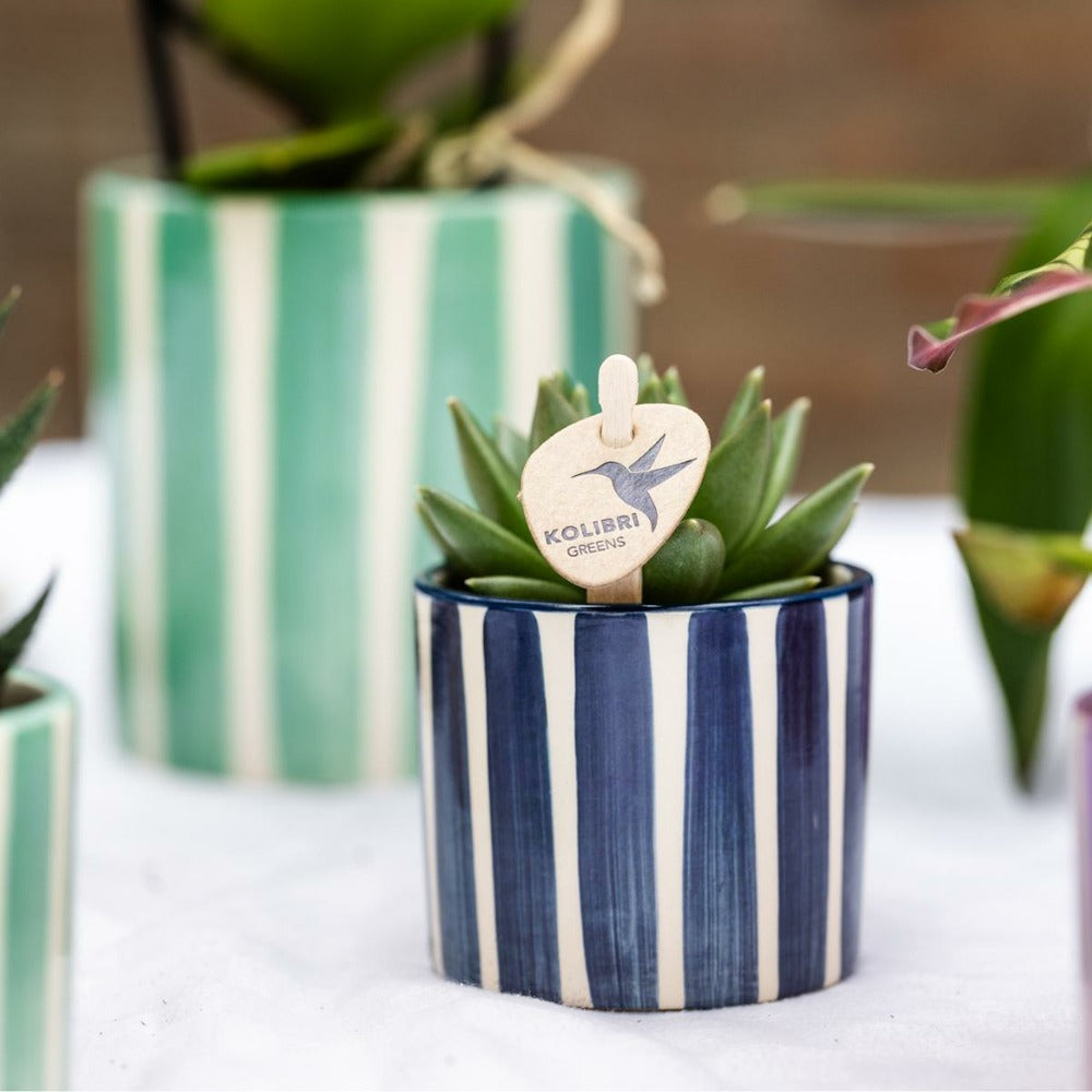  Mix De Plantes Vertes Avec Pots Decoratifs