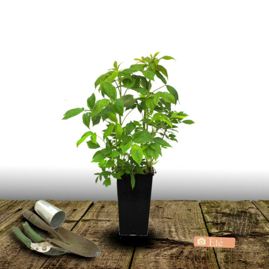  Framboisier September/[-]pot De 3l - 30/60 Cm