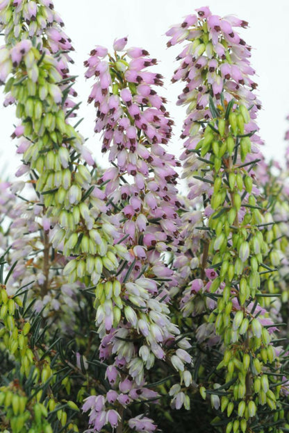  Bruyère D'hiver 'spring Surprise' - En Pot De 3 Litres