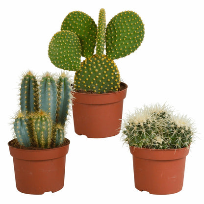  Cactus, Box De 3 Plantes H27cm