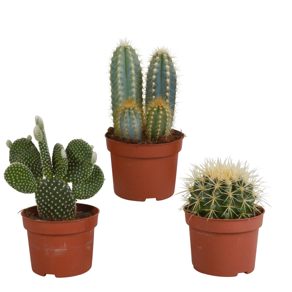  Coffret De Cactus & Succulentes
