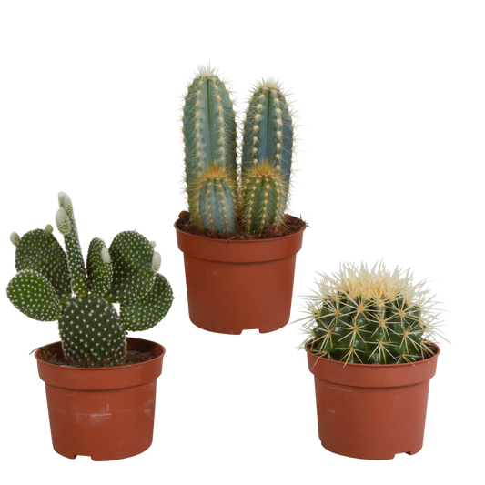  Coffret De Cactus & Succulentes