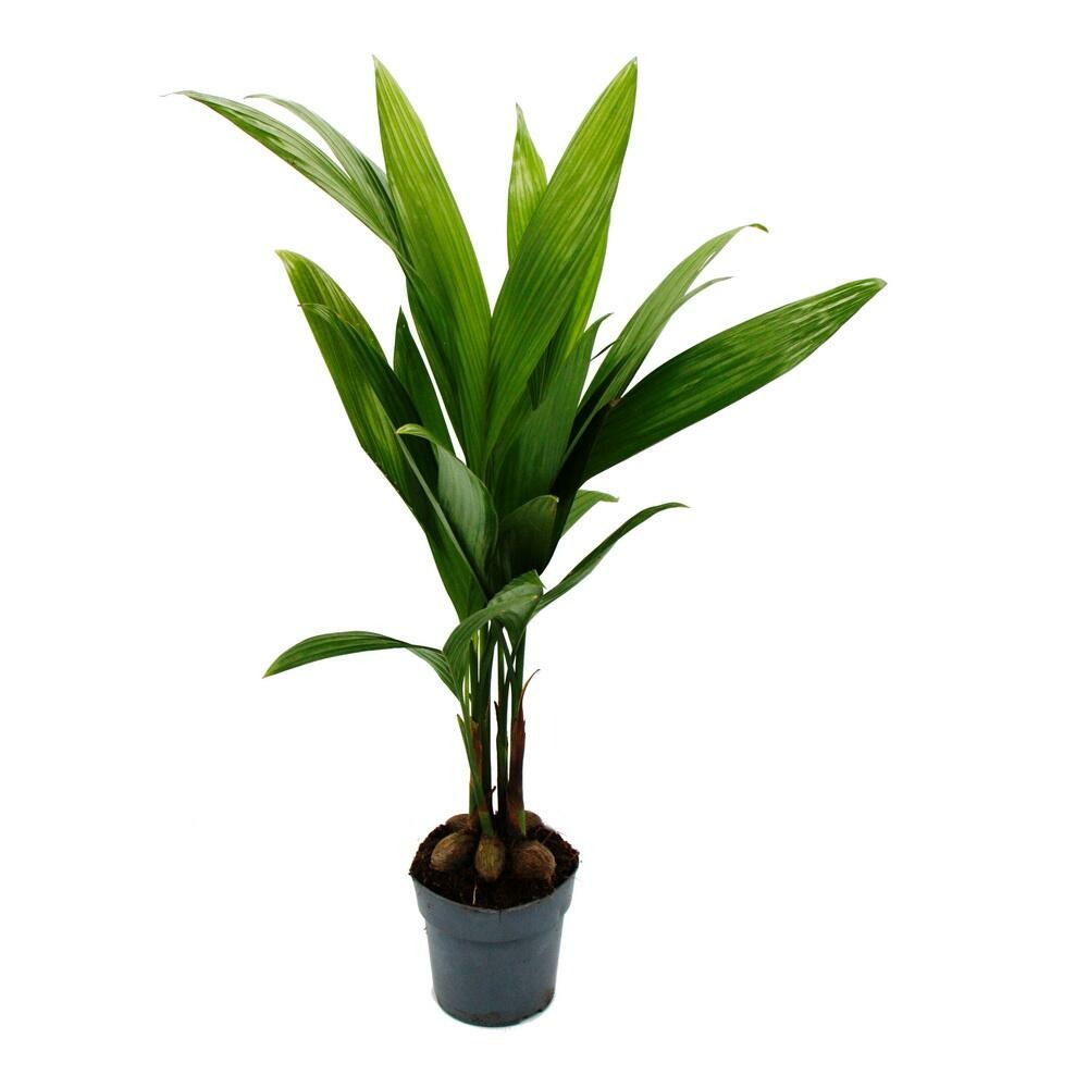  Betelnusspalme - Areca Catechu - Zimmerpalme - Betelpalme - 12cm Topf