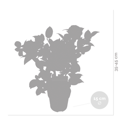  Camellia Japonica 'black Lace' - Rosier Du Japon - Buisson - Persistant - ⌀15 Cm - ↕30-35 Cm