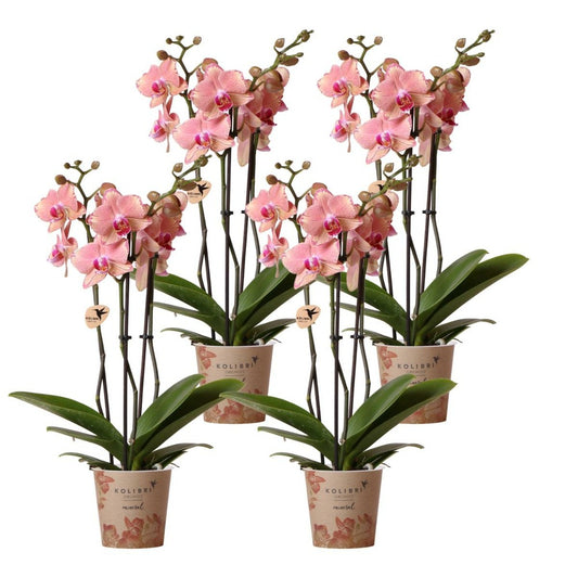  Offre Spéciale: 4 Orchidées Phalaenopsis Pirate Picotee Cm - Plante D'intérieur