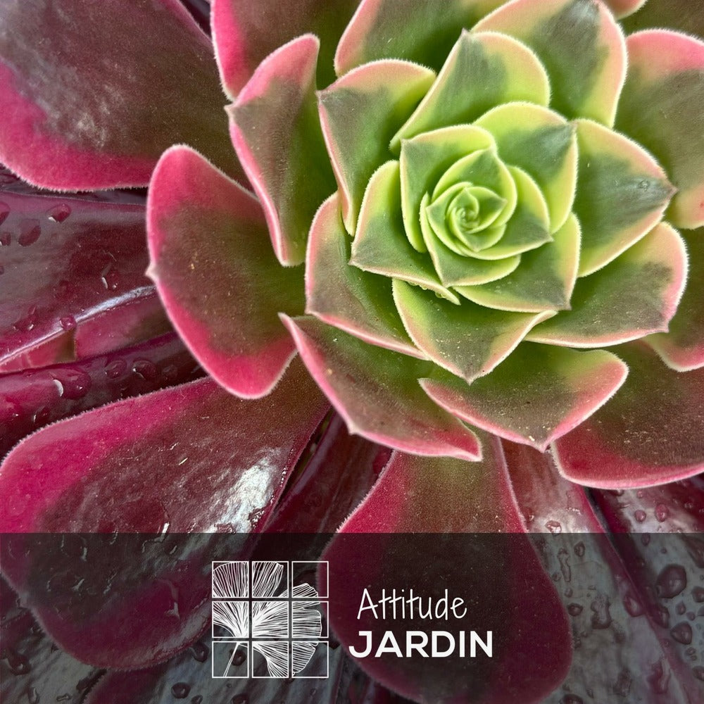  Aeonium Medusa - ↕ 35-40 Cm - ⌀ 21 Cm - Cactus Et Plantes Grasses