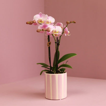  Kolibri Orchids Phalaenopsis Rose Orchidée Portugal + Painted Stripe Pot Rose - Taille Du Pot 9cm