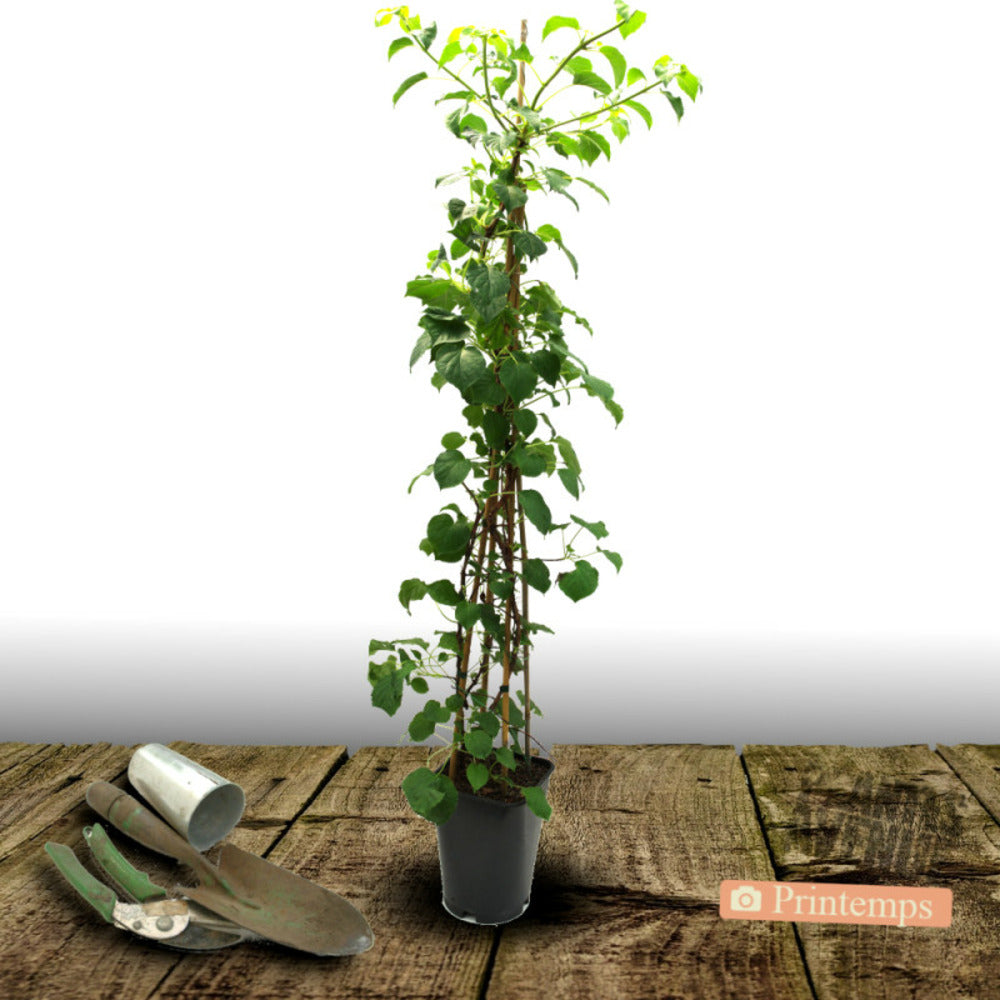  Hortensia Grimpant Rose Sensation® 'trarose'/[-]pot De 1,5l - Tuteur Bambou 30/60 Cm