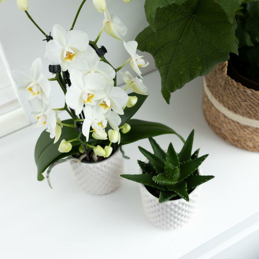  Orchidées Colibris - Orchidée Phalaenopsis Blanche - Chute Du Niagara - Taille Du Pot 12cm - Frais Du Producteur