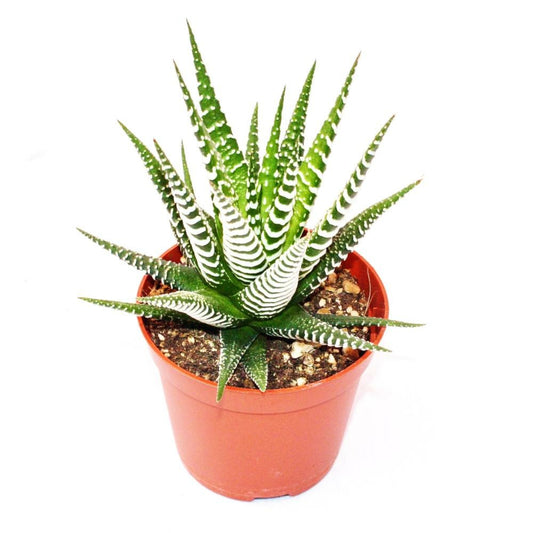  Haworthia Fasciata "big Band" - Plante De Taille Moyenne En Pot De 8,5cm