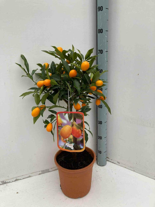  Citrus Kumquat Agrumes (fortunella Margarita) Pot De 65l - 125/150cm -18/20 Péri