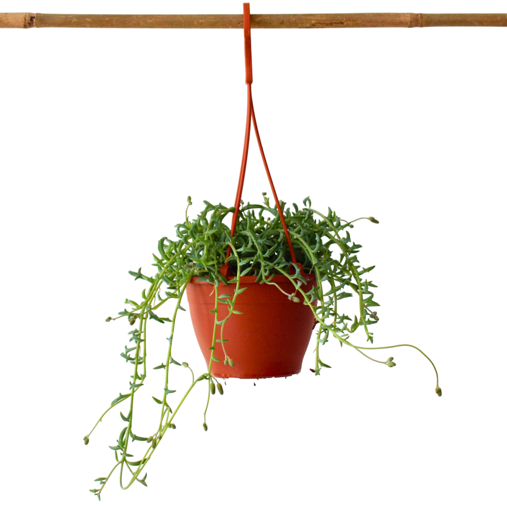  Plante Tortue - Senecio Peregrinus - Hauteur 10-20cm - ⌀12cm