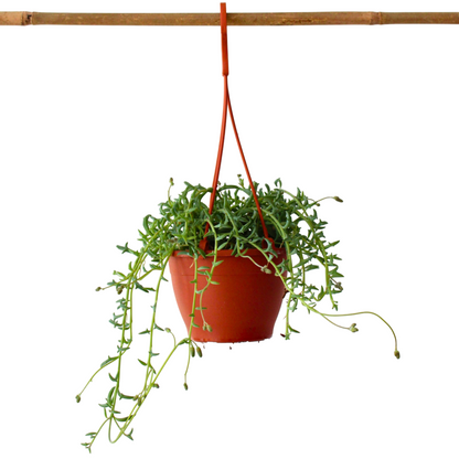  Plante Tortue - Senecio Peregrinus - Hauteur 10-20cm - ⌀12cm
