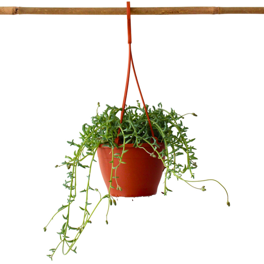  Plante Tortue - Senecio Peregrinus - Hauteur 10-20cm - ⌀12cm