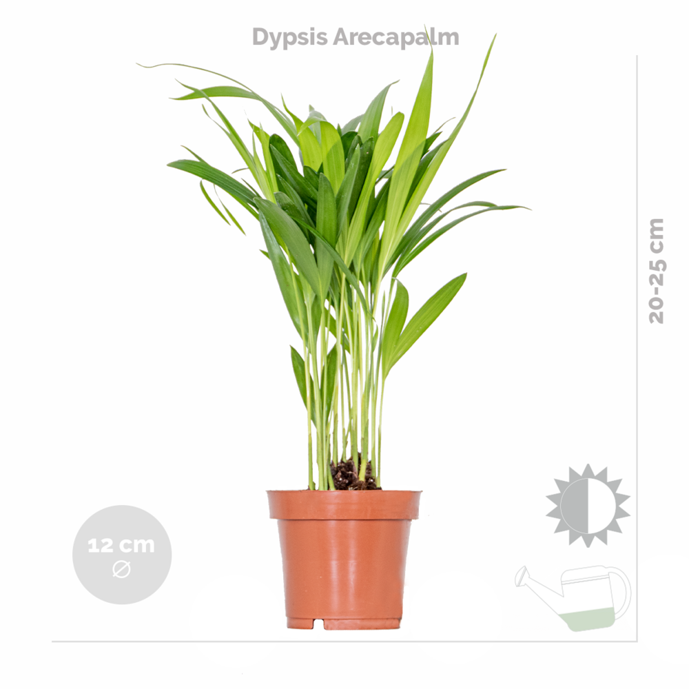  Mélange De Plantes Tendance - Chamaedorea, Dypsis, Musa, Strelitzia - ⌀12 Cm - 20-45 Cm