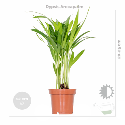  Mélange De Plantes Tendance - Chamaedorea, Dypsis, Musa, Strelitzia - ⌀12 Cm - 20-45 Cm