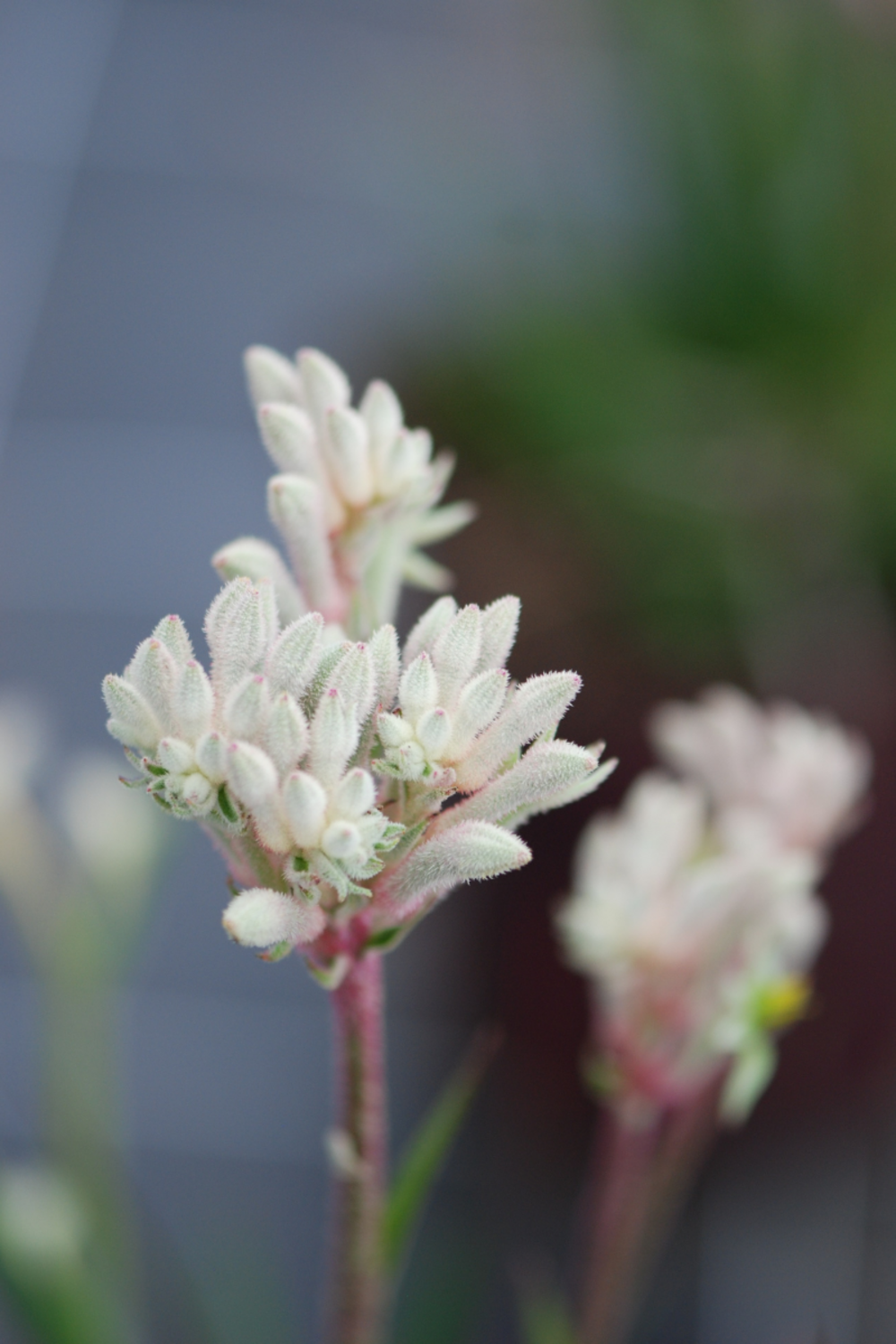  Anigozanthos 'bush Diamond' - En Pot De 3 Litres