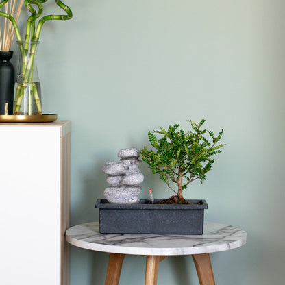  Bonsaï - Set De 2 - Bonsai - Hauteur 25-35cm - ⌀29cm