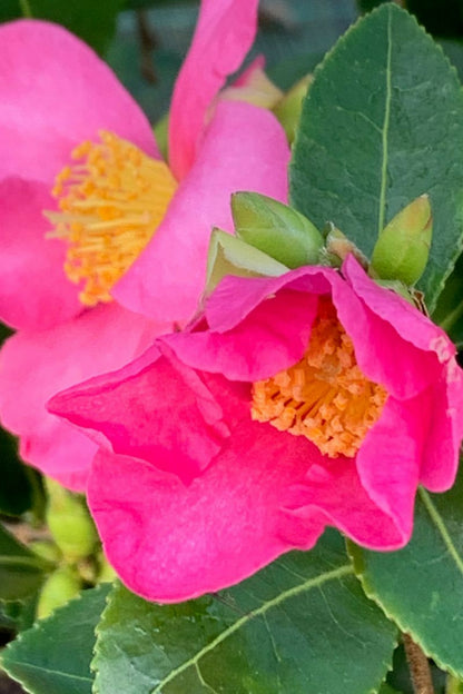  Camélia 'hugh Evans' - En Pot De 1 Litre