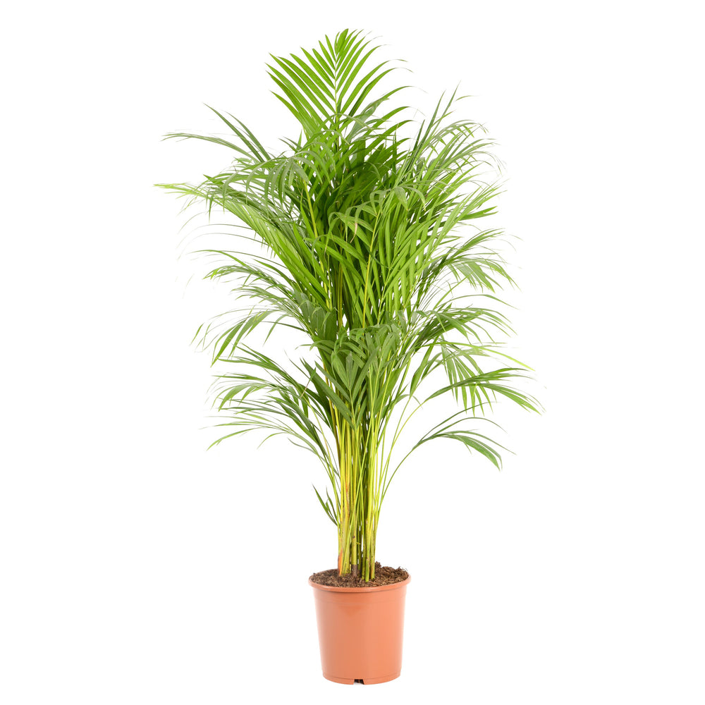  Areca H.110cm, Pot D.21cm