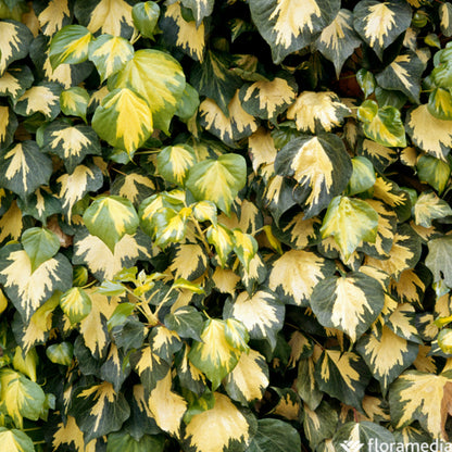 Lierre, Hedera En Pyramide, Variétés Variables : Pot 6L