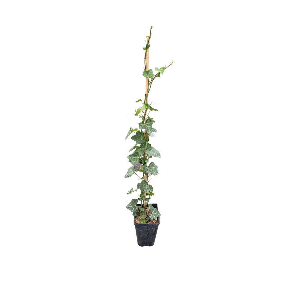  Lierre - Hedera Hibernica - Pot 3L
