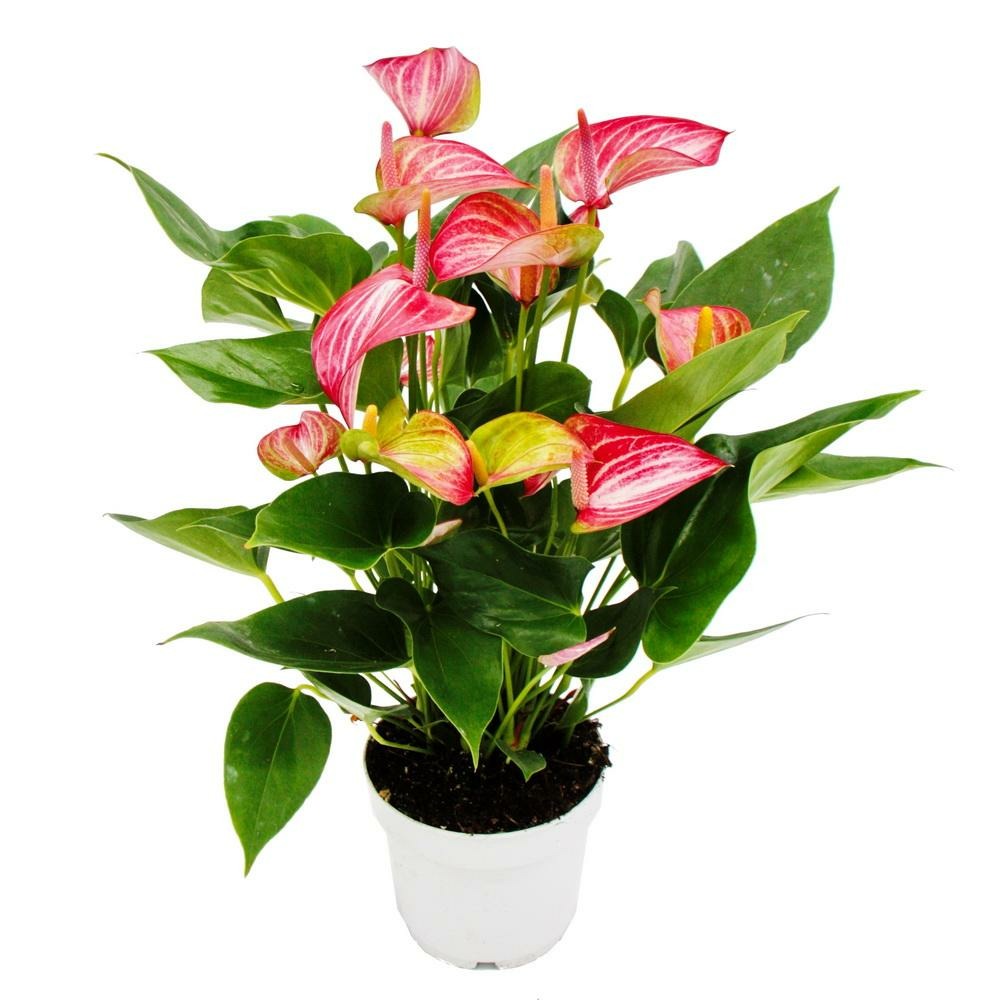  Fleur Flamant Rose - Anthurium Andreanum - Anthurium - Pot 14cm - Fleurs Multicolores - Livium