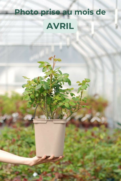  Rosier 'queen Of Sweden ?' - En Pot De 5 Litres