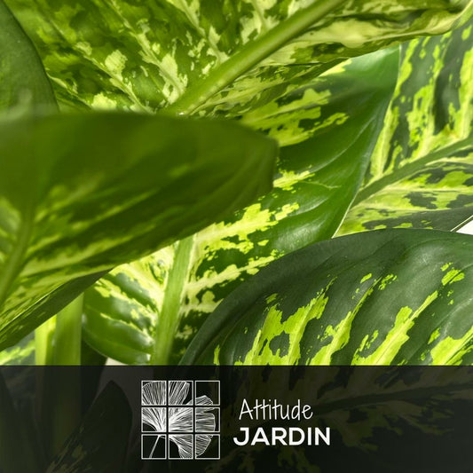  Dieffenbachia - Purificateur D'air - ↕ 60-70 Cm - ⌀ 17 Cm - Plante D'intérieur