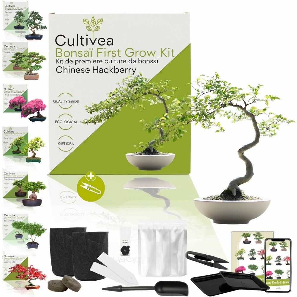  Cultivea - Kit First Bonsai Hackberry Avec Accesoires