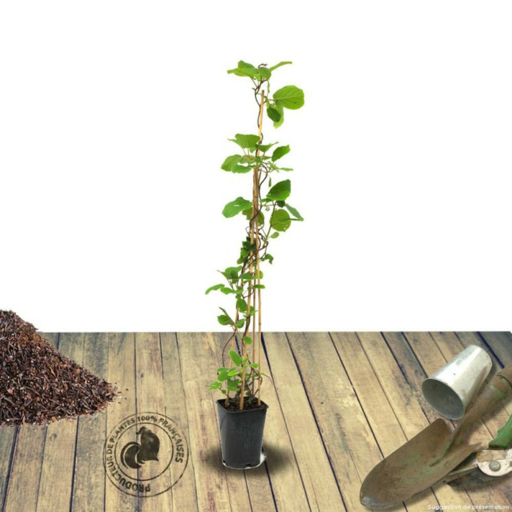  Kiwi Deliciosa 'herma' (autofertile)/[-]pot De 3l - Echelle Bambou 60/120 Cm