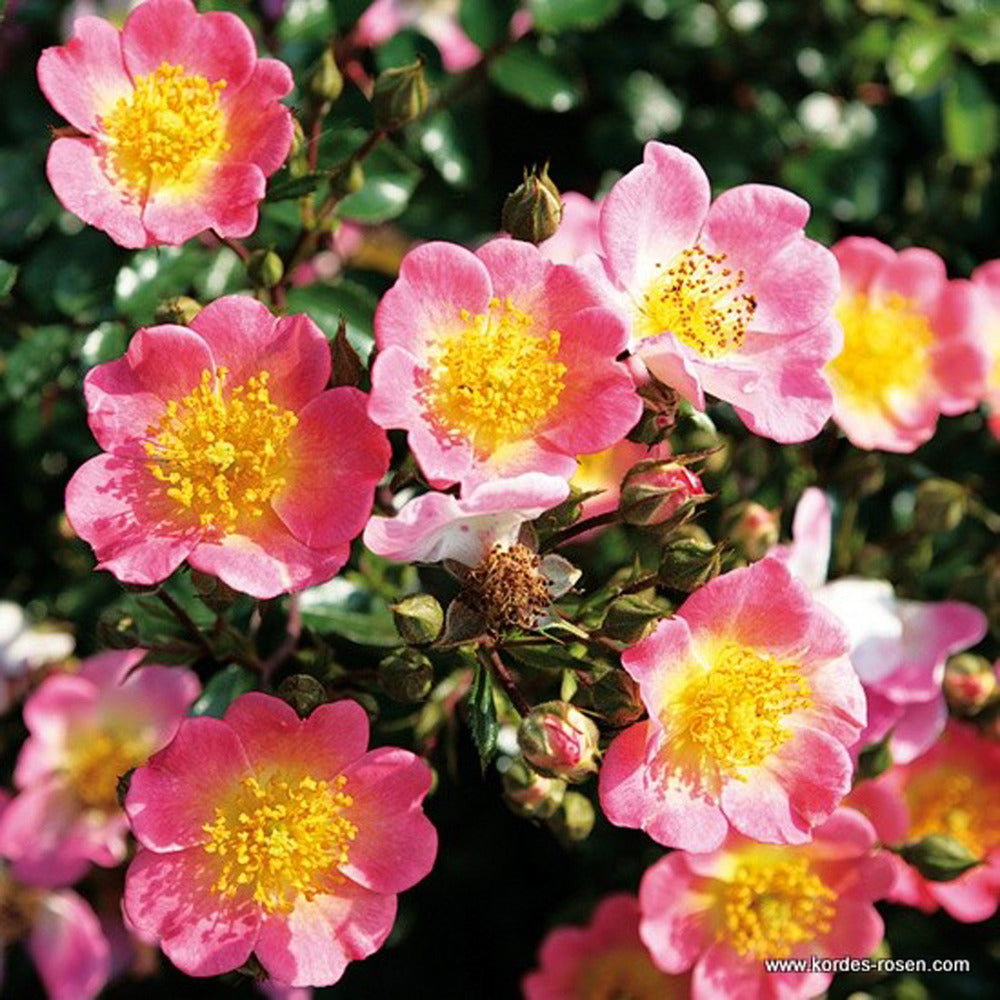  Kordes Nectar Rosier - Rosa 'topolina'