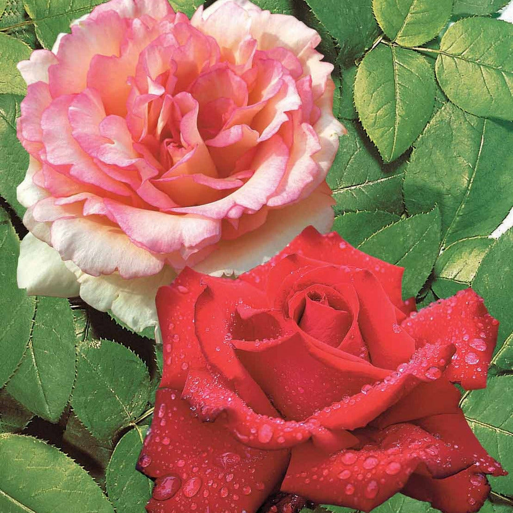  2 Rosiers Buissons Résistants Aux Maladies - Le Paquet De 2 Racines Nues / 3+ Branches