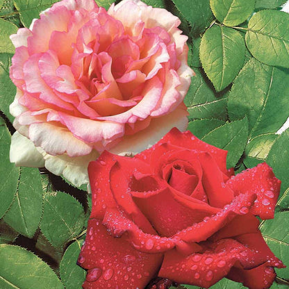  2 Rosiers Buissons Résistants Aux Maladies - Le Paquet De 2 Racines Nues / 3+ Branches