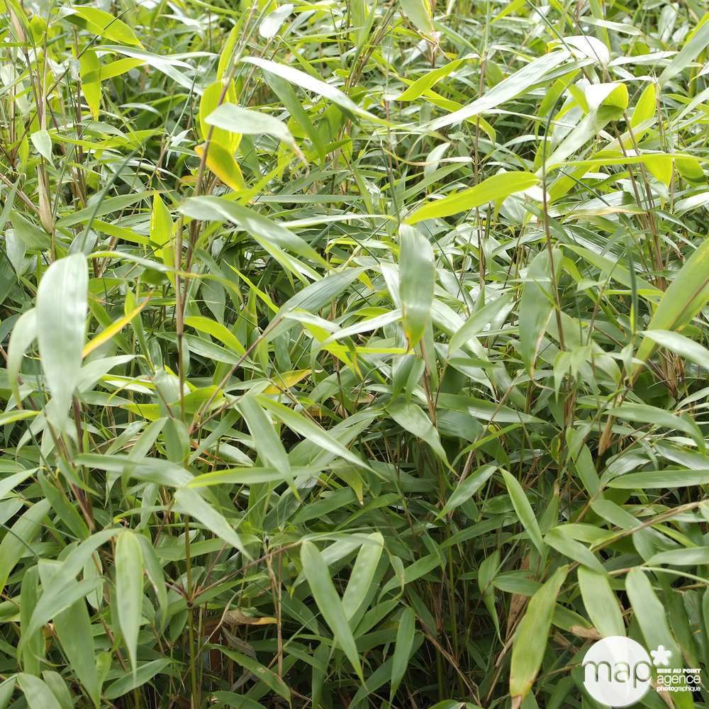  Bambou Non-traçant Fargesia Robusta 'Pingwu': Pot De 5 Litres