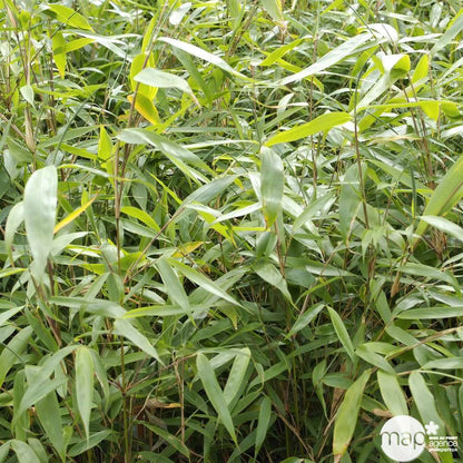  Bambou Non-traçant Fargesia Robusta 'Pingwu': Pot De 5 Litres
