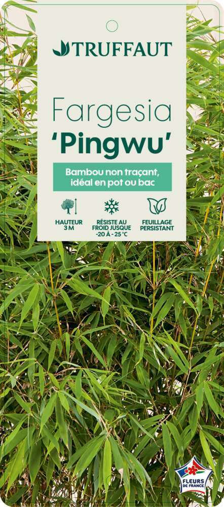  Bambou Non-traçant Fargesia Robusta 'Pingwu': Pot De 5 Litres