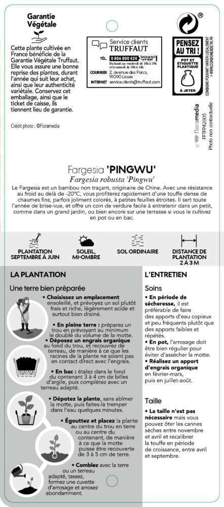  Bambou Non-traçant Fargesia Robusta 'Pingwu': Pot De 5 Litres