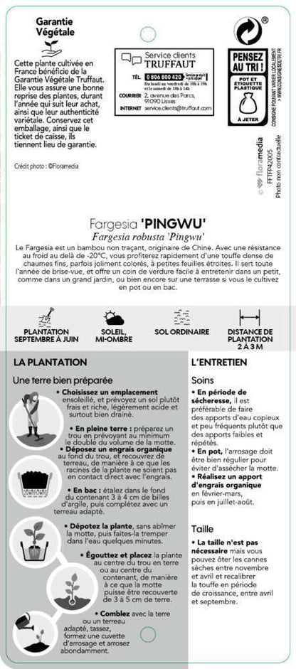  Bambou Non-traçant Fargesia Robusta 'Pingwu': Pot De 5 Litres