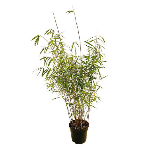 Bambou Non-traçant Fargesia Scabrida 'Asian Wonder': Pot De 5 Litres
